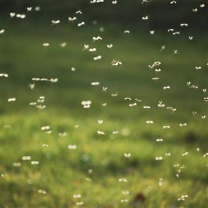 Browse Insect Repellents Insect Repellents