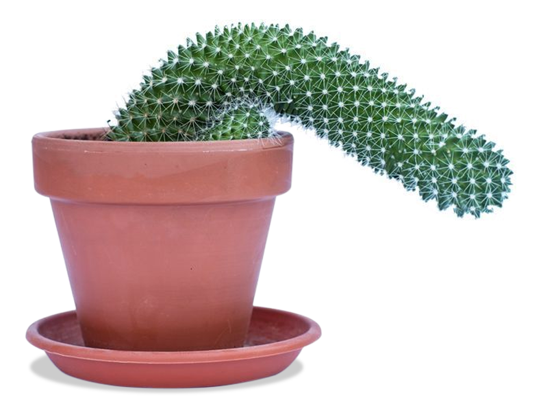 A long green cactus drooping over the side of its plant pot
