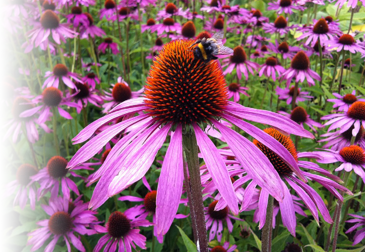 Buy Echinacea Herbal Remedy for Cold & Flu Chemist 4 U