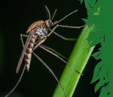 What else can I do to help prevent mosquito bites?
