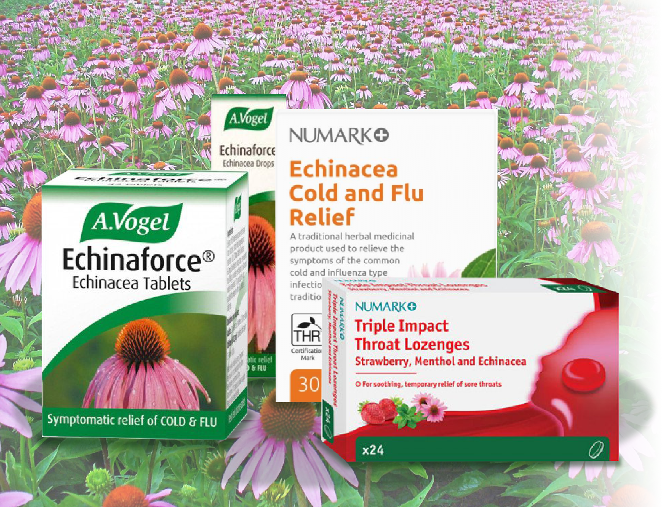 Can type 1 diabetics take echinacea